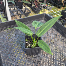 Load image into Gallery viewer, Anthurium Warocqueanum, Queen, Exact Plant Ships Nationwide
