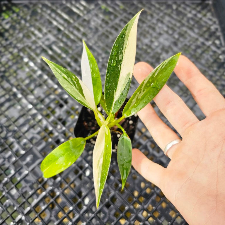 Philodendron Wend Imbe, Exact Plant Variegated