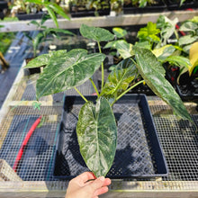 Load image into Gallery viewer, Alocasia Wentii, Exact Plant Variegated Ships Nationwide
