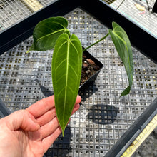 Load image into Gallery viewer, Anthurium Cirinoi, Exact Plant Ships Nationwide
