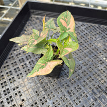 Load image into Gallery viewer, Syngonium Pink Splash, Exact Plant Variegated Ships Nationwide

