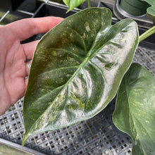 Load image into Gallery viewer, Alocasia Wentii Pink Splash Variegated exact plant, Fedex 2day*
