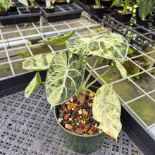 Load image into Gallery viewer, Alocasia Ninja Tricolor Splash, Black Velvet Variegated exact plant, Fedex 2day*
