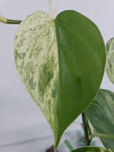 Load image into Gallery viewer, Hederaceum Heart Leaf, exact plant, variegated Philodendron, ships nationwide
