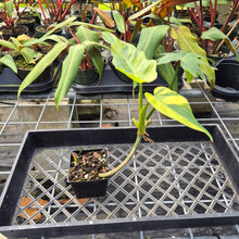 Load image into Gallery viewer, Philodendron Radiatum, Exact Plant Variegated Ships Nationwide
