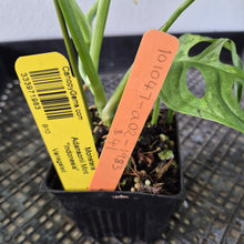 Load image into Gallery viewer, Monstera Adansonii Mint "Indonesia" Variegated exact plant, Fedex 2day*
