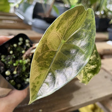 Load image into Gallery viewer, Alocasia Sedenii Aurea Variegated exact plant, Fedex 2day*
