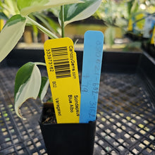 Load image into Gallery viewer, Scindapsus Blue Albo, Exact Plant Variegated Ships Nationwide
