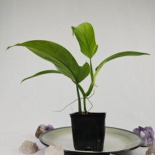 Load image into Gallery viewer, Philodendron Panduriforme 4&quot; pot, Fedex 2 day*
