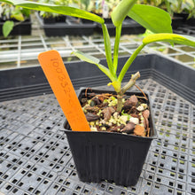 Load image into Gallery viewer, Philodendron Hastatum Silver Sword Variegated exact plant, Fedex 2day*
