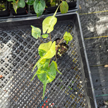 Load image into Gallery viewer, Alocasia Stingray, Exact Plant Ships Nationwide

