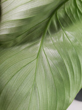 Load image into Gallery viewer, Mamei, Exact Plant, Philodendron
