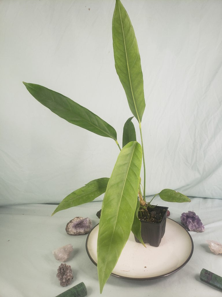 Pseudo Spectabile, exact plant, Anthurium, ships nationwide