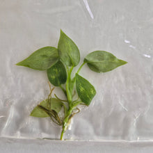 Load image into Gallery viewer, Philodendron Sodiroi Variegated tissue culture Fedex 2day
