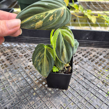 Load image into Gallery viewer, Philodendron Melanochrysum, Exact Plant Variegated Ships Nationwide
