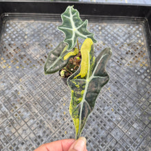 Load image into Gallery viewer, Alocasia Sanderiana 'Nobilis' Aurea, Exact Plant Ships Nationwide
