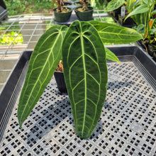 Load image into Gallery viewer, Anthurium Warocqueanum, Queen exact plant, Fedex 2day*
