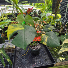 Load image into Gallery viewer, Monstera marilyn variegated, Exact Plant Ships Nationwide.
