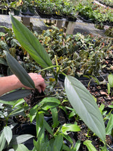 Load image into Gallery viewer, Philodendron Hastatum Silver Sword Narrow Form 4" pot, Fedex 2day*

