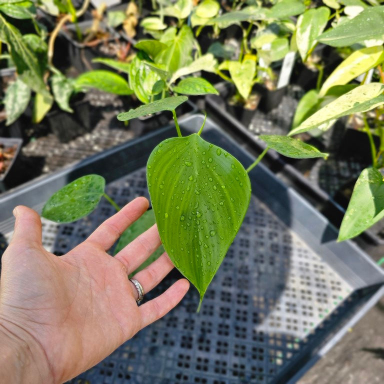 Philodendron Microstictum, Exact Plant Ships Nationwide