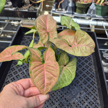 Load image into Gallery viewer, Syngonium Regina Red, Exact Plant Ships Nationwide

