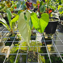 Load image into Gallery viewer, Anthurium Dolichostachyum , Exact Plant
