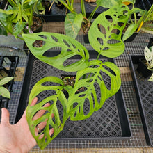 Load image into Gallery viewer, Monstera Esqueleto, Exact Plant Ships Nationwide
