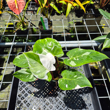 Load image into Gallery viewer, Philodendron White Princess Variegated exact plant, Fedex 2day*
