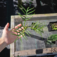 Load image into Gallery viewer, Philodendron Tortum 2.5" pot, Fedex 2day*
