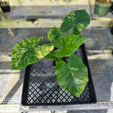 Load image into Gallery viewer, Alocasia Gageana Aurea, Exact Plant Variegated with babies
