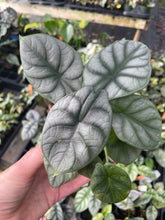 Load image into Gallery viewer, Alocasia Silver Dragon 2.5" pot, Fedex 2day*
