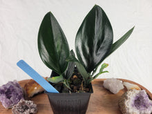 Load image into Gallery viewer, Scindapsus Treubii Dark Form, Exact Plant double plant pot Ships Nationwide
