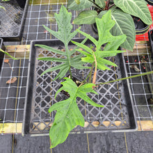 Load image into Gallery viewer, Philodendron Florida Beauty X Tortum, Exact Plant green Form Ships Nationwide
