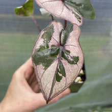 Load image into Gallery viewer, Alocasia Yucatan Princess Pink variegated exact plant, Fedex 2day*
