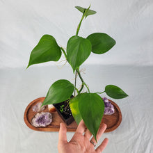 Load image into Gallery viewer, Philodendron Microstictum 4&quot; pot, ships nationwide
