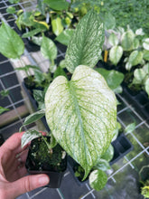 Load image into Gallery viewer, Monstera Deliciosa White Monster Variegated 2.5" Pot, Fedex 2 day*
