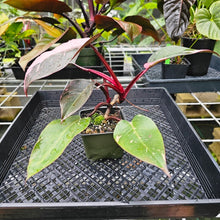 Load image into Gallery viewer, Philodendron Pink Princess Galaxy, Exact Plant Variegated
