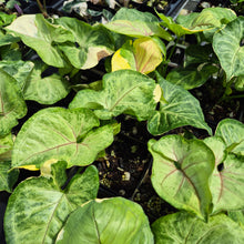 Load image into Gallery viewer, Syngonium Mango Allusion, Orm Thong Variegated 4" pot, Fedex 2day*
