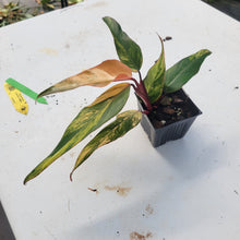 Load image into Gallery viewer, Philodendron Strawberry Shake, Exact Plant Variegated Ships Nationwide
