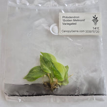 Load image into Gallery viewer, Philodendron 'Golden Melinonii' Variegated tissue culture Fedex 2day
