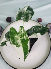 Load image into Gallery viewer, Frydek, exact plant, variegated Alocasia, ships nationwide
