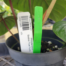 Load image into Gallery viewer, Philodendron Sodiroi True Form, Exact Plant Ships Nationwide
