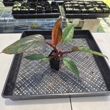 Load image into Gallery viewer, Philodendron Royal Queen 2.5" pot, Fedex 2day*
