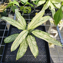 Load image into Gallery viewer, Aglaonema Ice Queen, Silver Queen, Exact Plant Variegated Ships Nationwide
