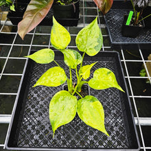 Load image into Gallery viewer, Alocasia Cucullata, Exact Plant Variegated Double plant
