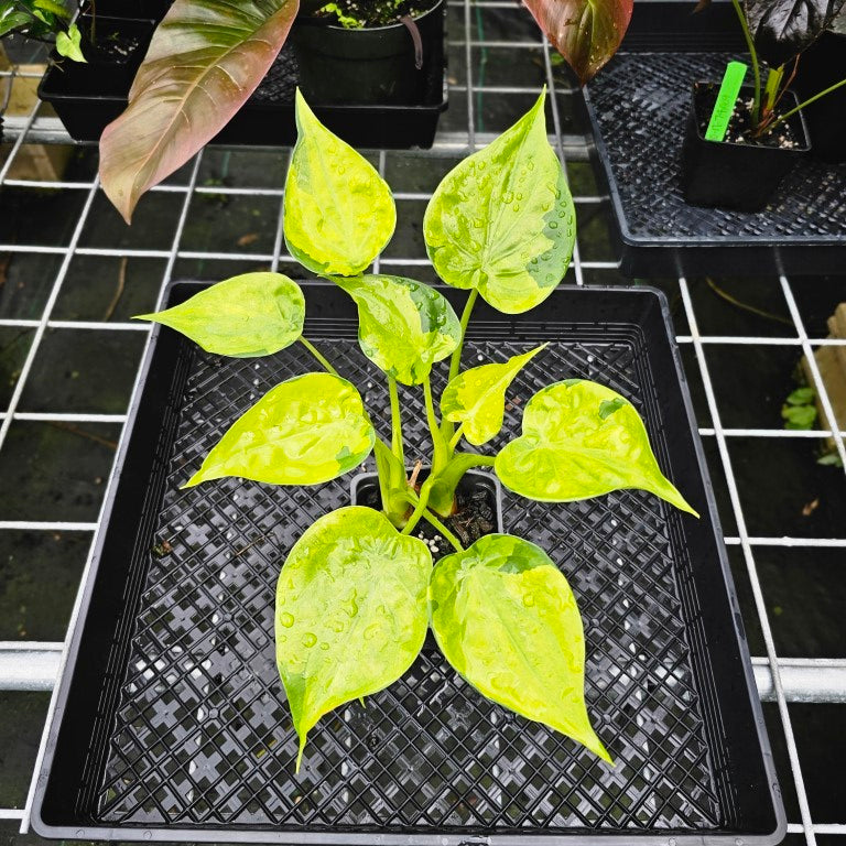 Alocasia Cucullata, Exact Plant Variegated Double plant