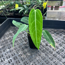 Load image into Gallery viewer, Anthurium Cirinoi, Exact Plant Ships Nationwide

