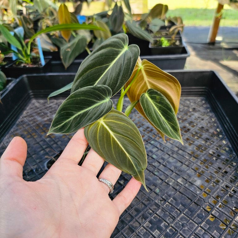 Philodendron Melanochrysum, Exact Plant 2.5