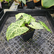 Load image into Gallery viewer, Syngonium Batik, Exact Plant Ships Nationwide
