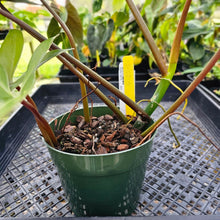 Load image into Gallery viewer, Philodendron Mexicanum, Exact Plant 5.5&#39;&#39; pot Ships Nationwide
